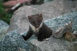 Pine Martin on beach 